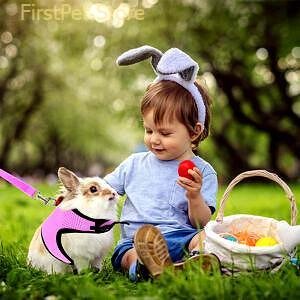 Small Animal Hamster Harness and Leash Set Mesh Rabbit Leash Lead Vest Harness Leash for Guinea