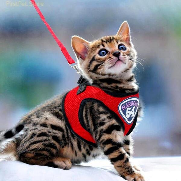 Small Medium Mesh Dog Cat Harness and Leash Set Puppy Kitten Harness Vest Walking Lead For 4